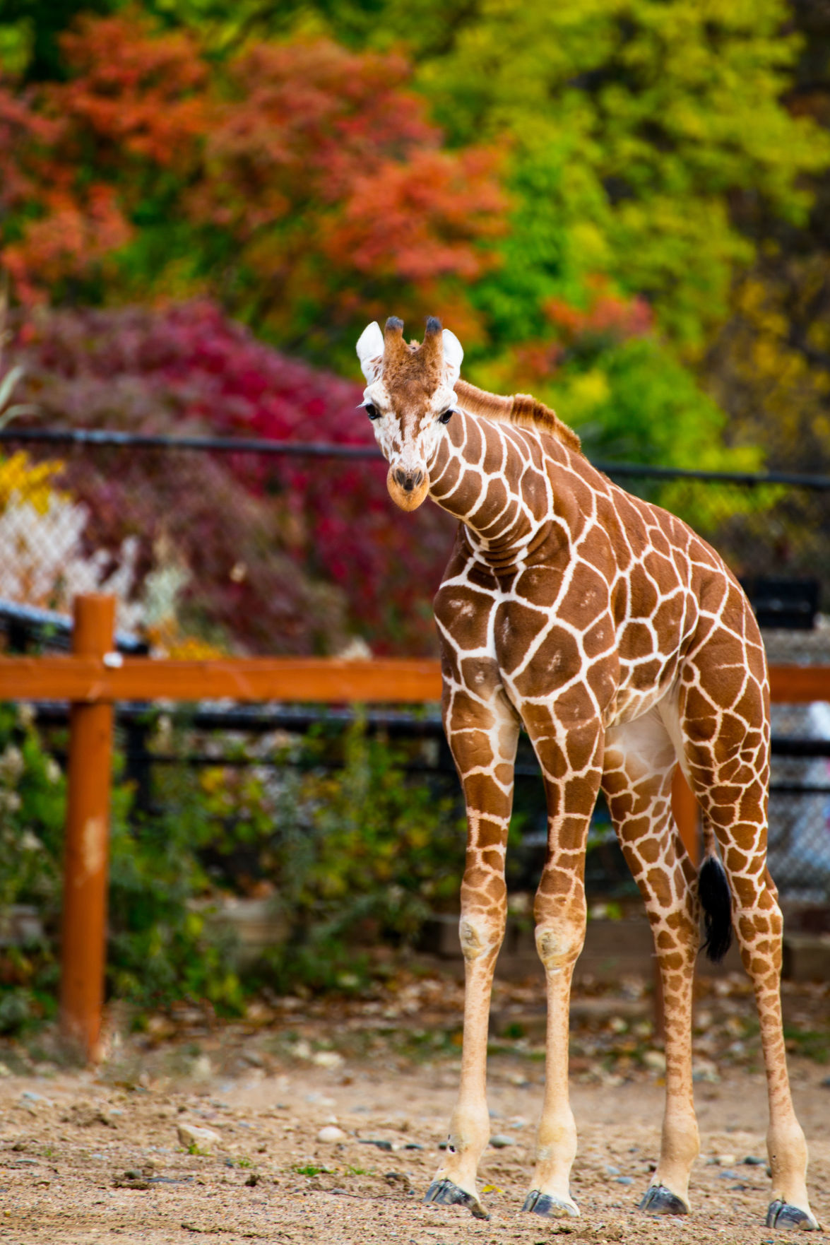 Lincoln Children's Zoo giraffe